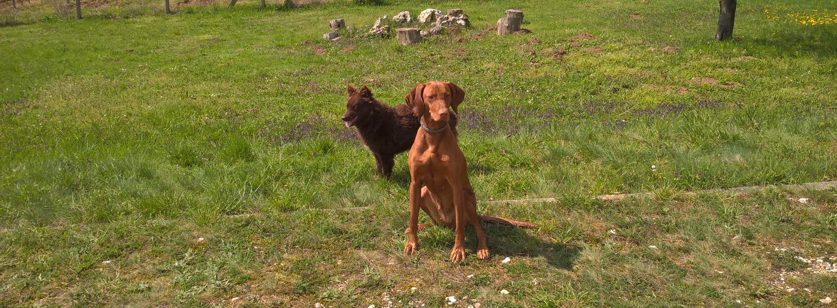 Mudi és magyar vizsla