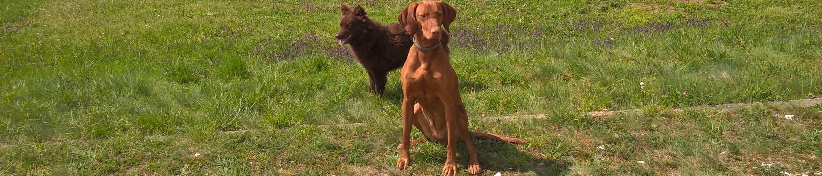 Mudi és magyar vizsla